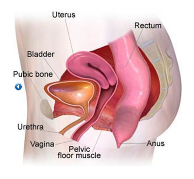 Figure 1. Good uterine position.